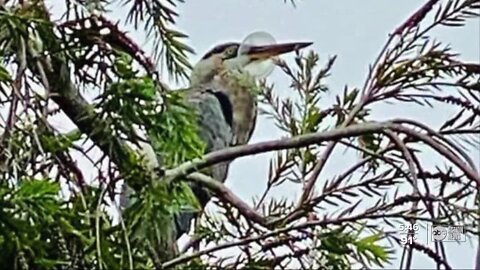 Litter warning after bird freed from lid