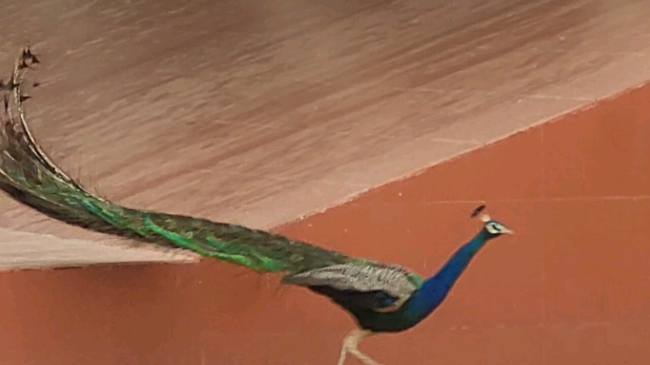 gujrat pecock .2