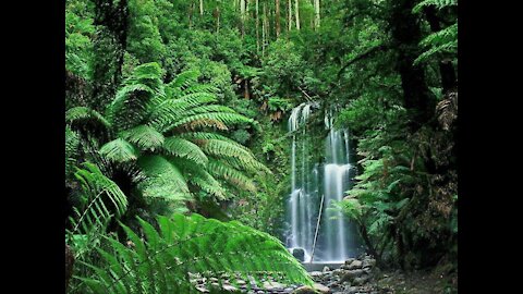 Rainforest Rain Sounds for Sleeping or Studying