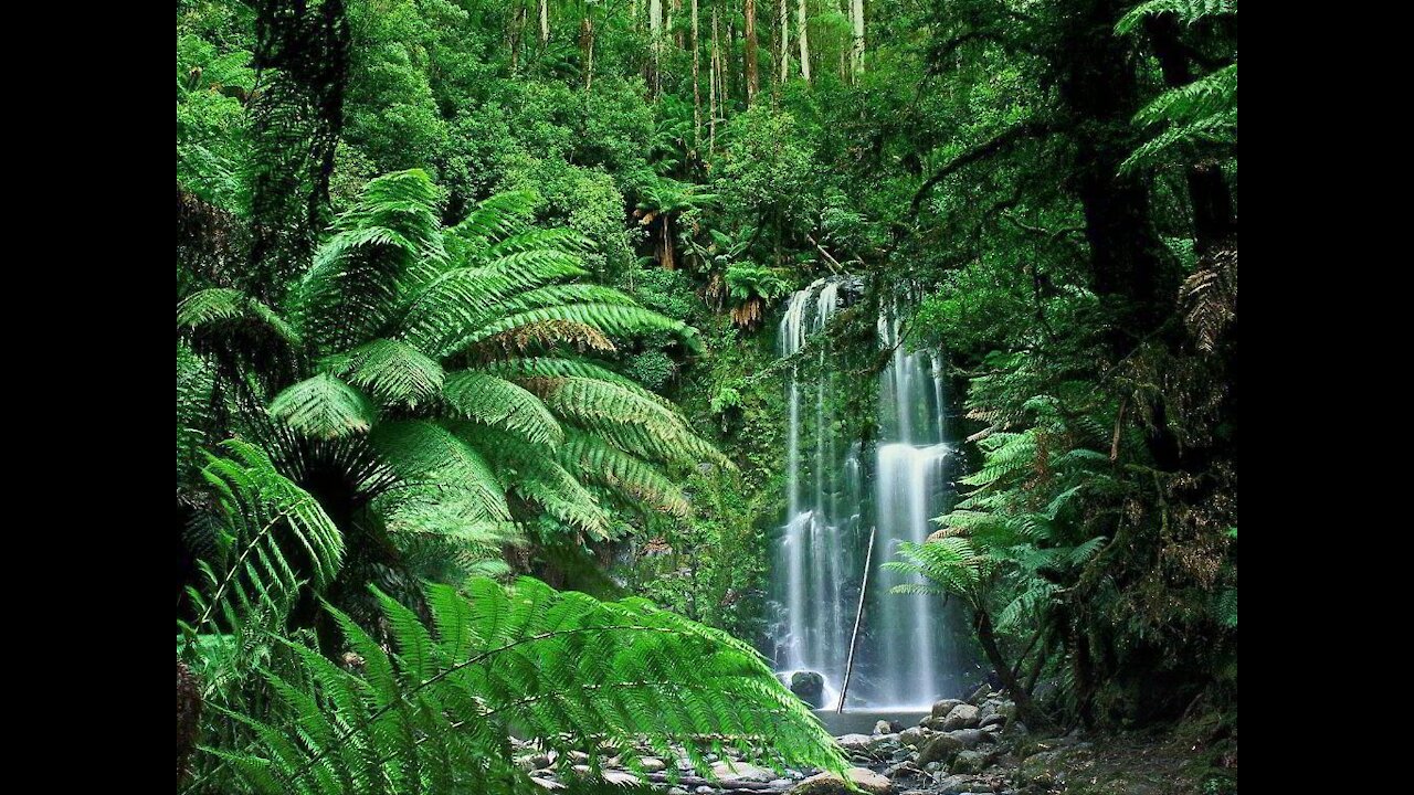 Rainforest Rain Sounds for Sleeping or Studying