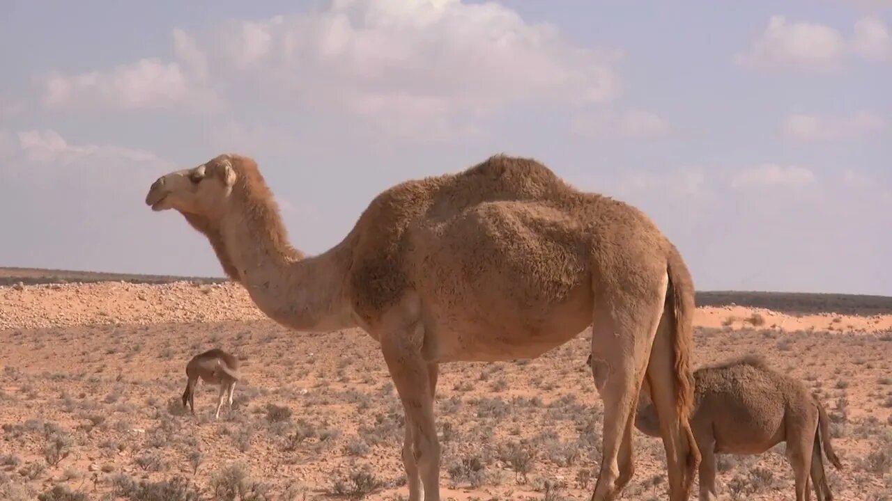 Desert Stock Footage Sahara Africa Gobi Free HD Videos No Copyright