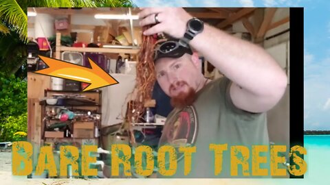 Planting my bare root fodder trees from rareplantstore.com