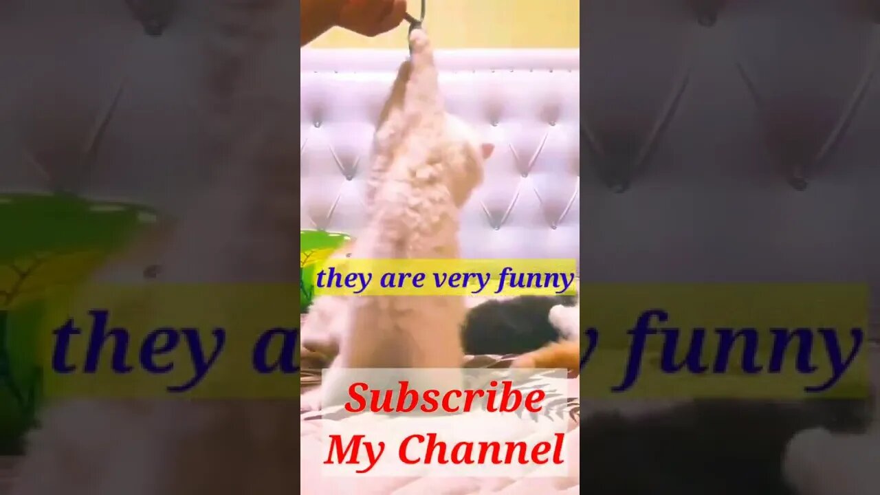 cute cat videos