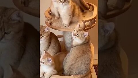 PLAYING CAT VIDEO MEAWWW