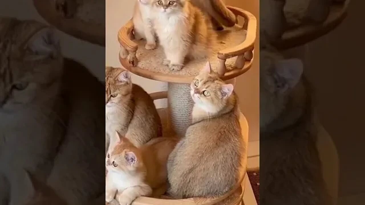 PLAYING CAT VIDEO MEAWWW