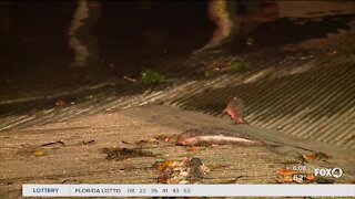 Red tide in Southwest Florida