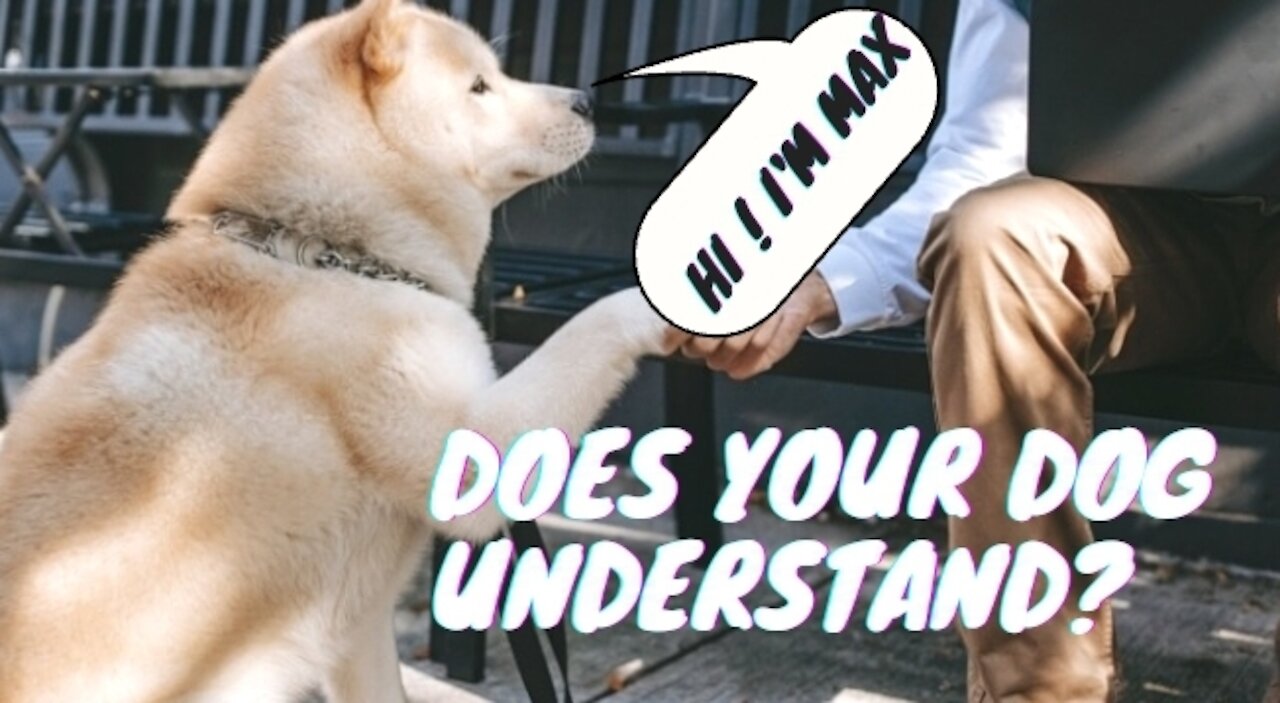 How do you know your dog understands you ?