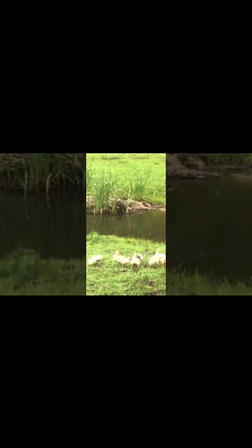 Goslings by the creek 💕