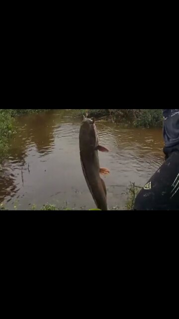 fishing in the river got big catfish