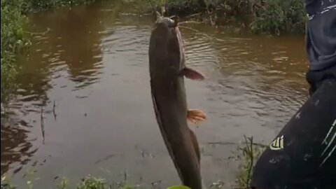 fishing in the river got big catfish