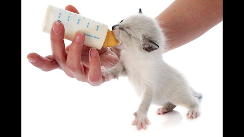 A baby kitten is being fed milk by her breeder's hand.