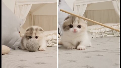 My cat knowing the toys