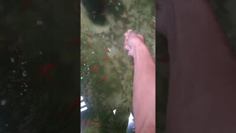 ikan hias plati pedang ukuran remaja 😀
