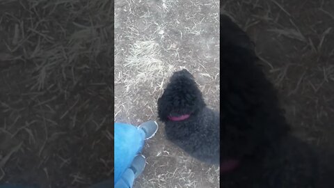 Bailey & The Way She Looks At Me