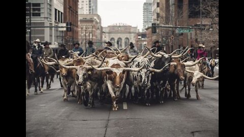 Rage Against The Machine - Bulls On Parade