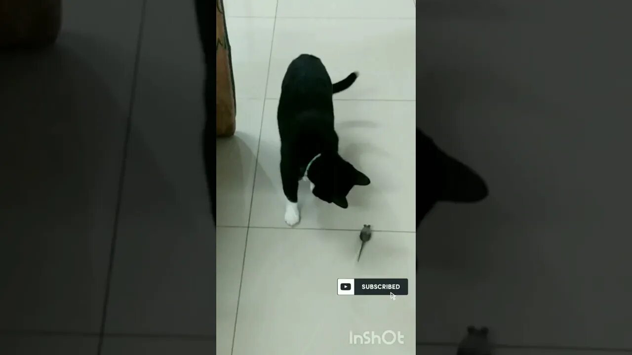 Gato Bartolomeu brincando com o Rato Jubileu seu amiguinho 😺🐭