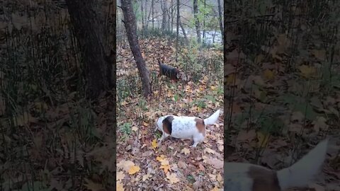 Checkin' out the Woods.