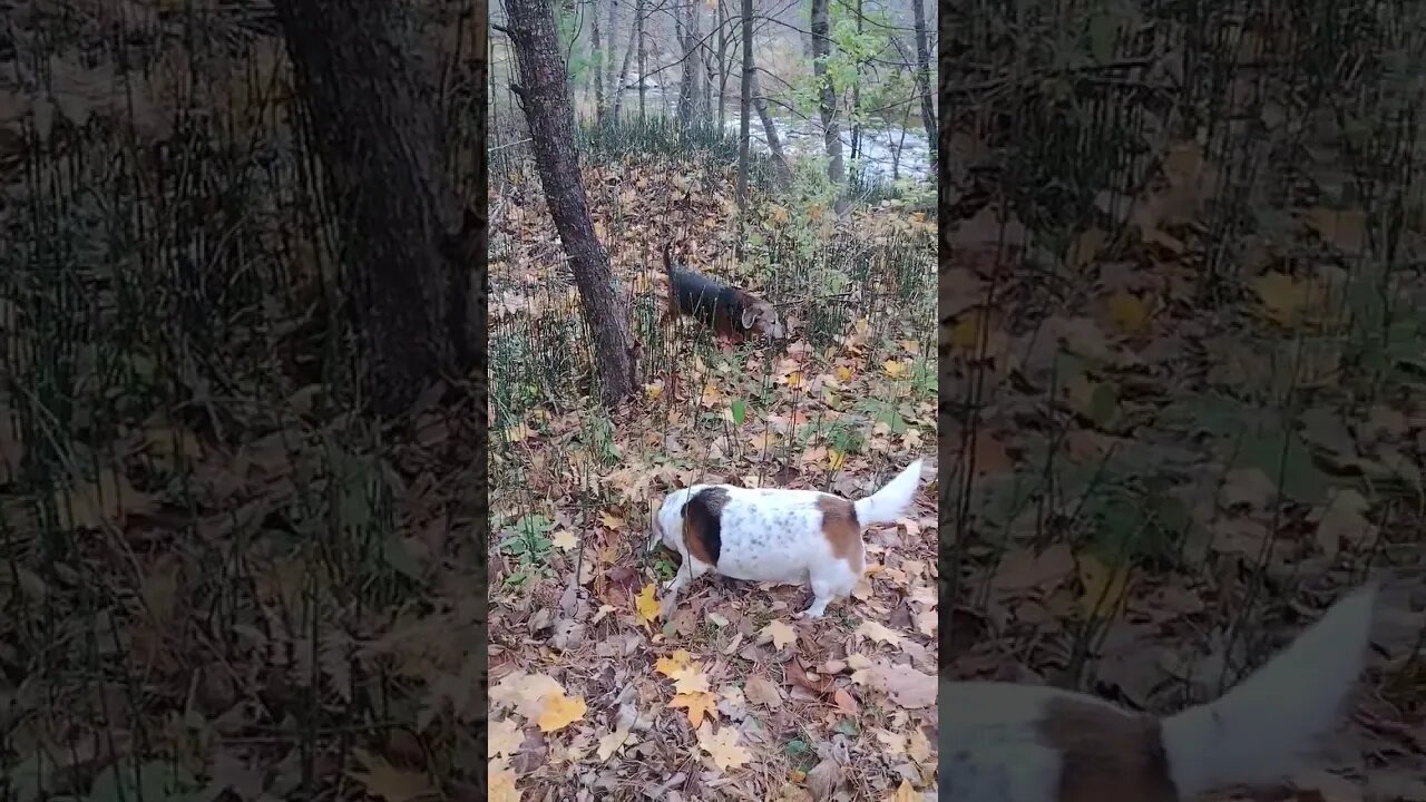 Checkin' out the Woods.