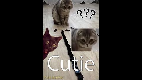 OMG So Cute ♥ Funny Cat 🥰 Oooops!