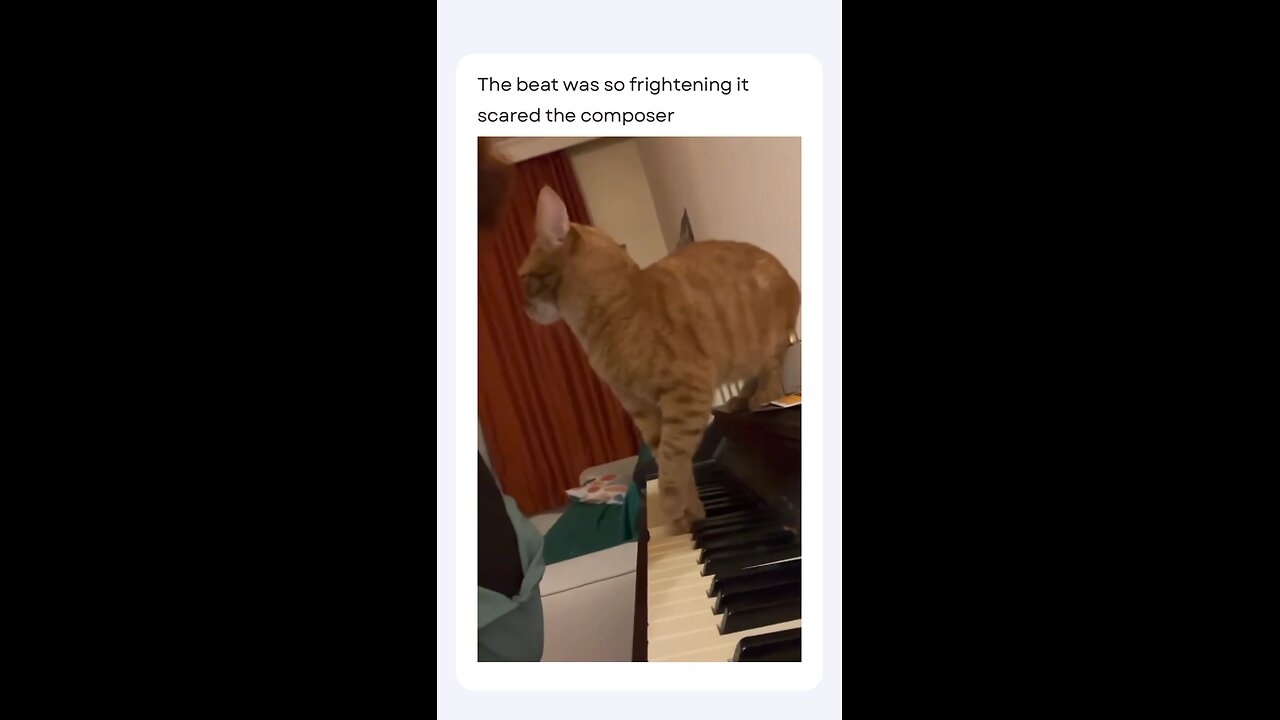 🤣🤣 funny cat creating music