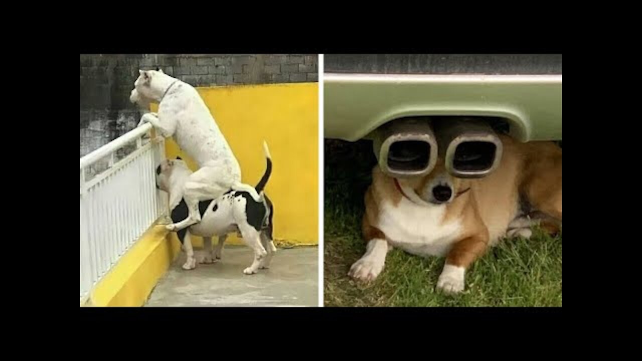 Try not to laugh | Funny dogs videos compilation 2021 cute dogs tiktok 2021