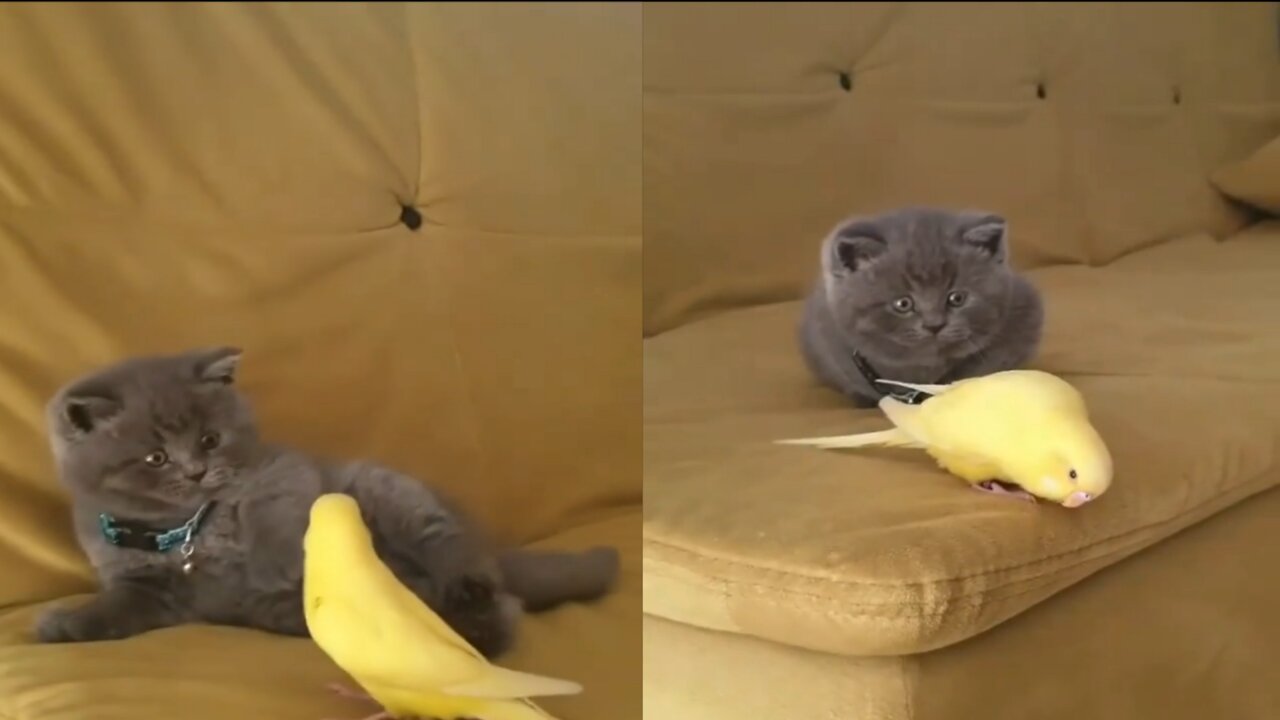 Baby cat play with yellow shell parakeet