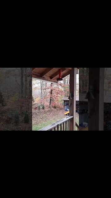 First snowfall of the year here in East TN ❄️