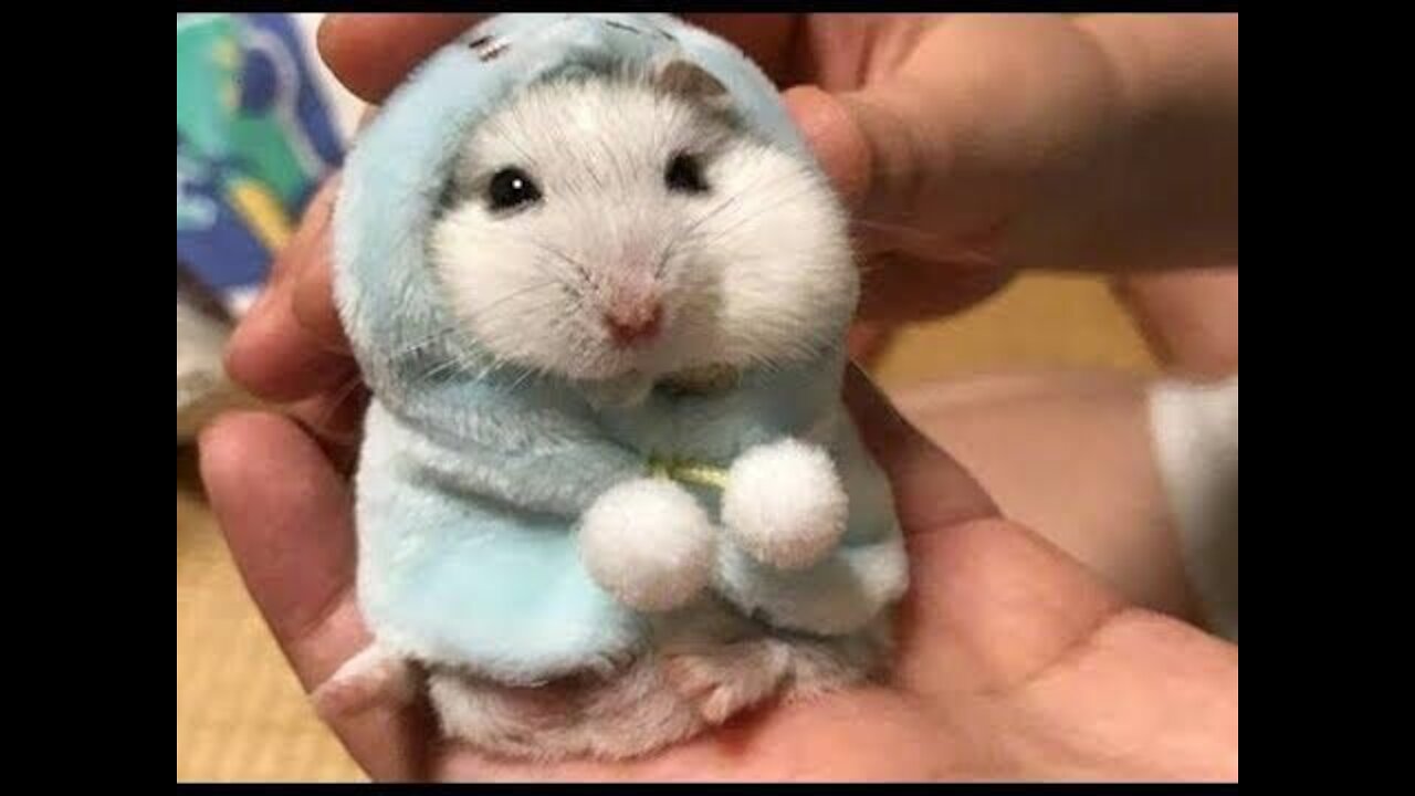 Hamster ASMR Video - Cute Funny Pet