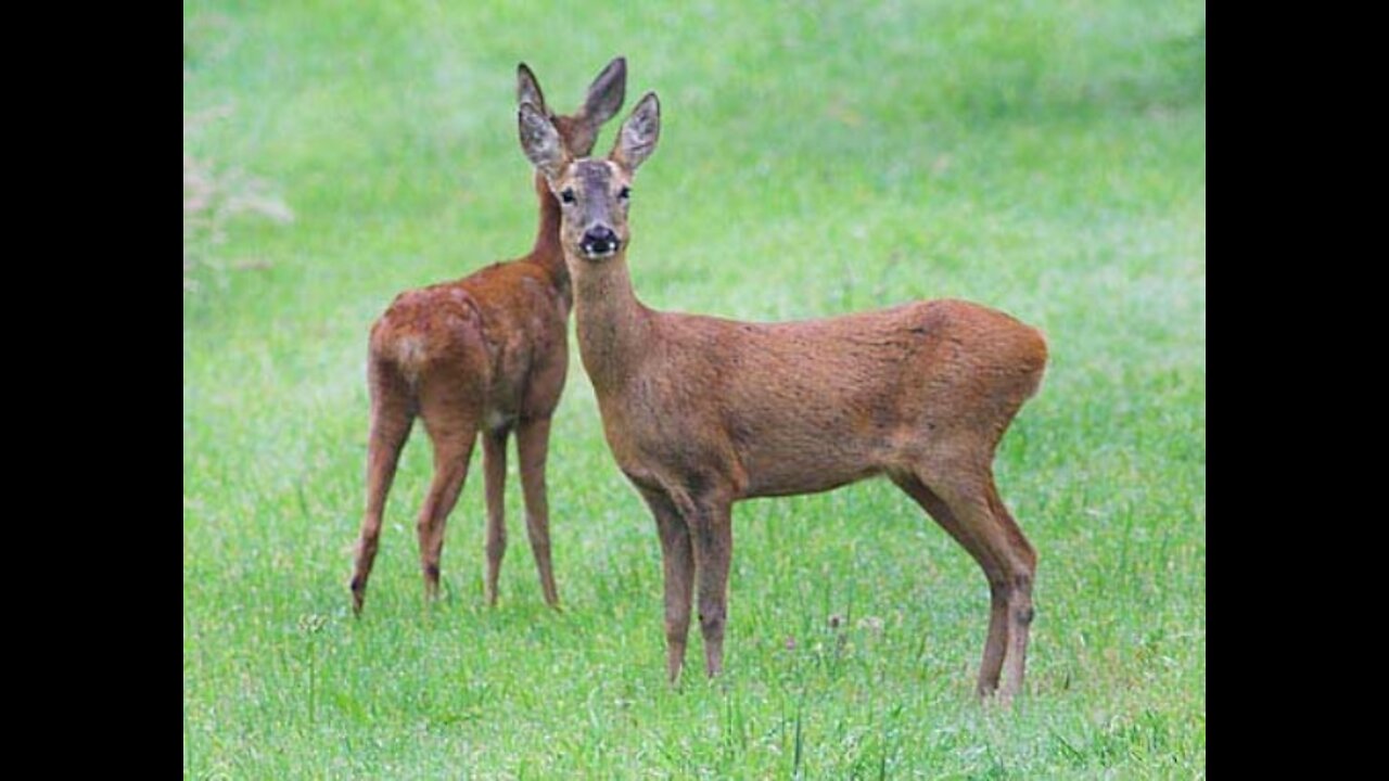 roe deer eat in the field