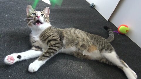 Panting Kitten Plays With Green Feather Toy