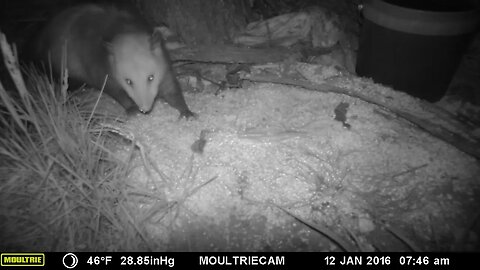 Gorgeous😍 little possum🐀 being a possum 🐀 #cute #funny #animal #nature #wildlife #trailcam #farm