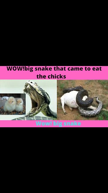 WOW!Big Snake|The big snake that came to eat the chicks