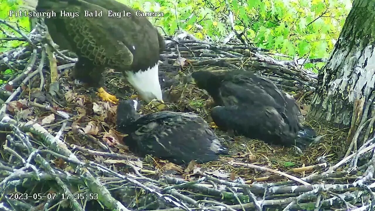 Hays Eagles "Mom Mom pay attention to me! " H19 wants to nuzzle & play! 05-07-2023 17:34