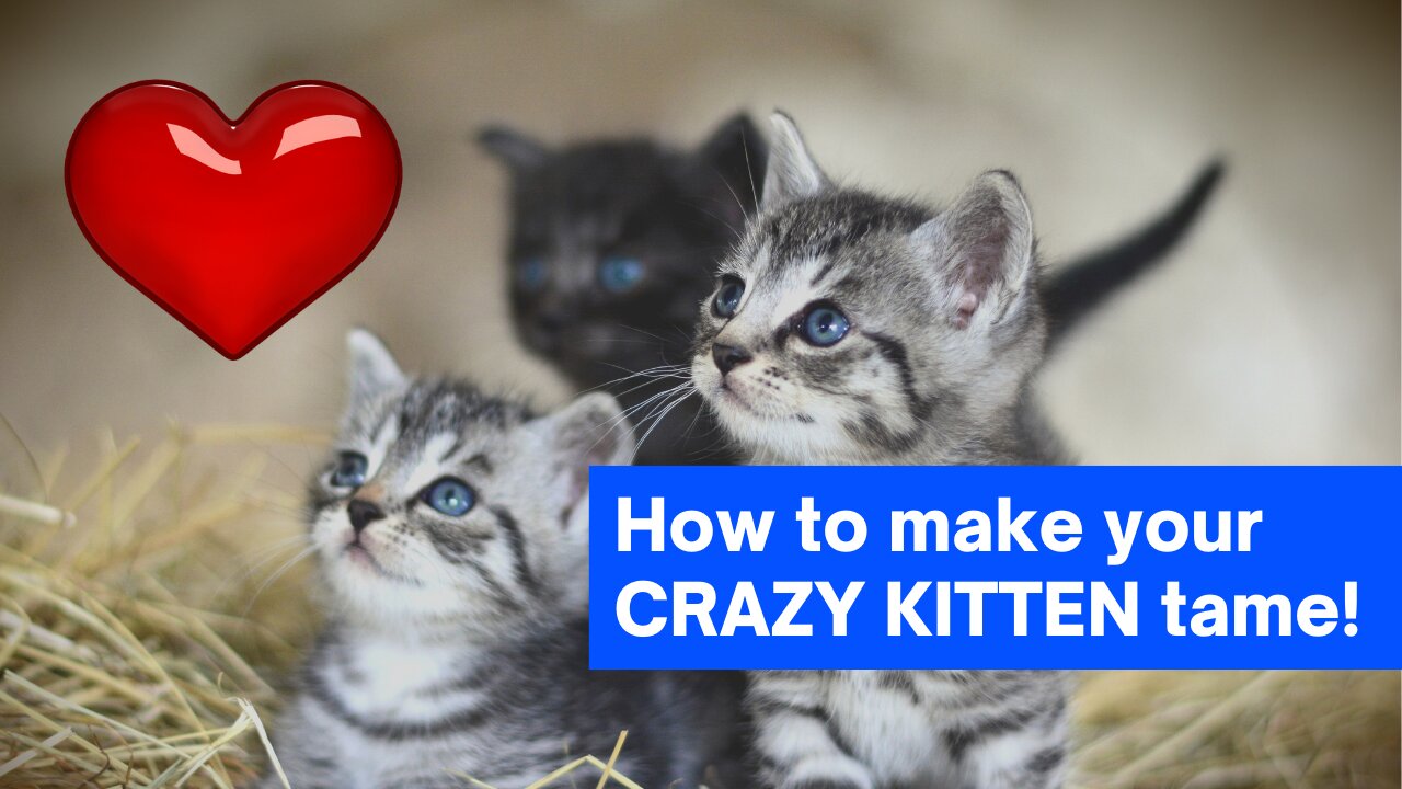 How to make your CRAZY KITTEN tame!