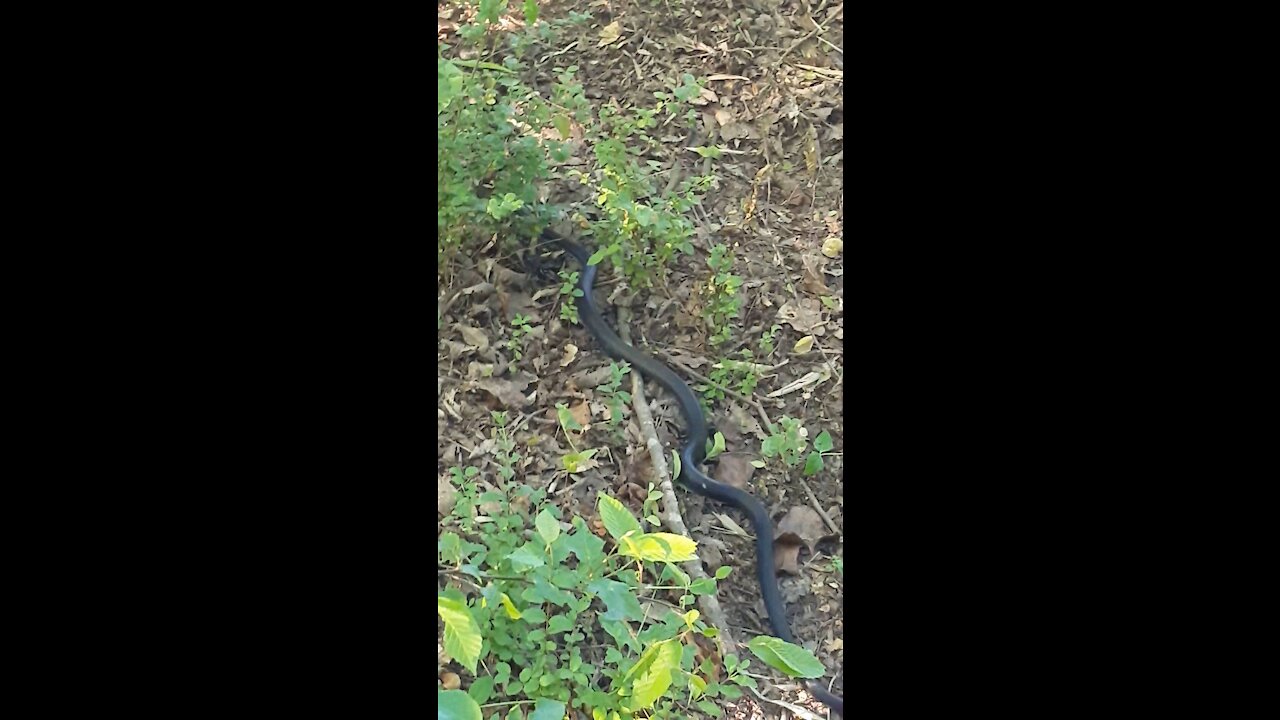 Snake by the river