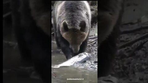 bear and fish