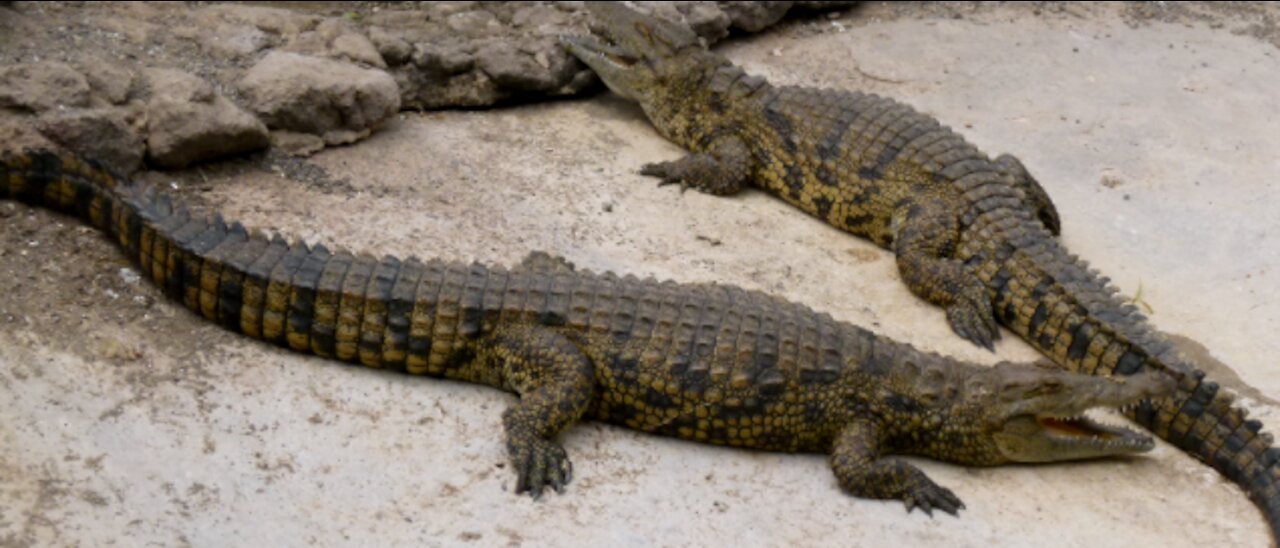 Cruel Farmer Feeds Live Chicken To Crocodiles