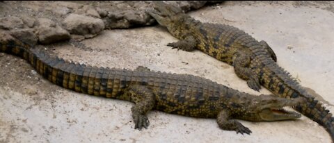 Cruel Farmer Feeds Live Chicken To Crocodiles