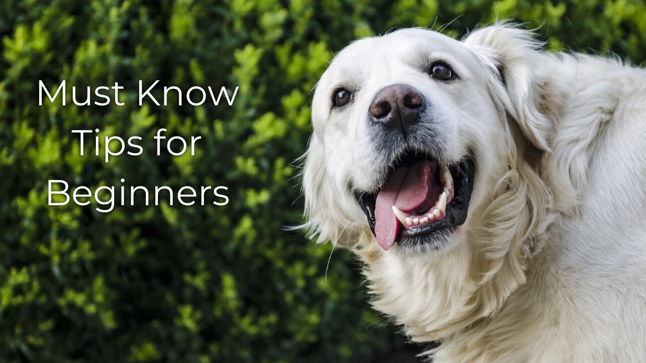 Dog Training Tips For Beginners + How To Identify Where Your Dog Needs To Improve (MUST KNOW!)