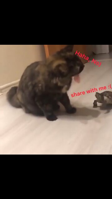 The turtle tries to take a piece of sausage from the cat!