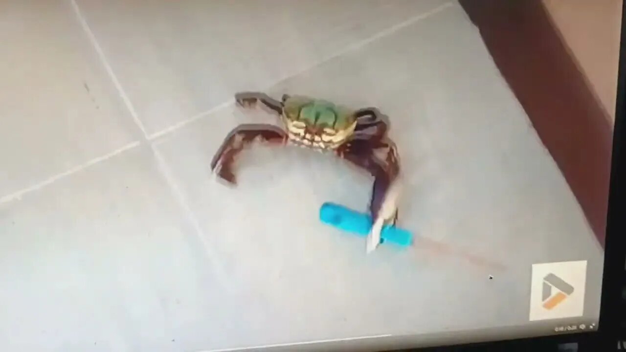 Armed crab commentary