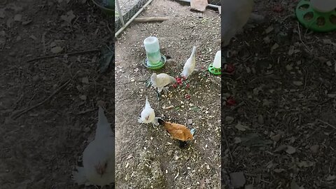 Feeding my Bantams 😊