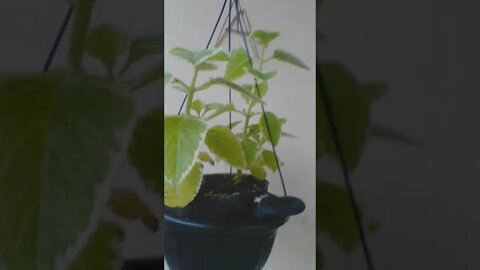 VOCÊ CONHECE ESSA PLANTA?