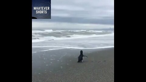 Little penguin is finally released into the wild #shorts #animals #cute #penguin