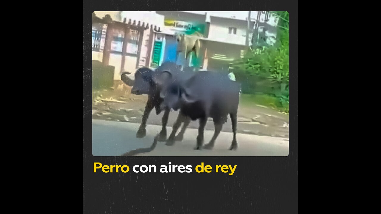 Perro a lomos de 2 búfalos, como un rey