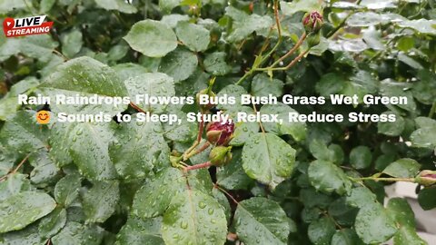 Rain Raindrops Flowers Buds Bush Grass Wet Green 😊 Sounds to Sleep, Study, Relax, Reduce Stress
