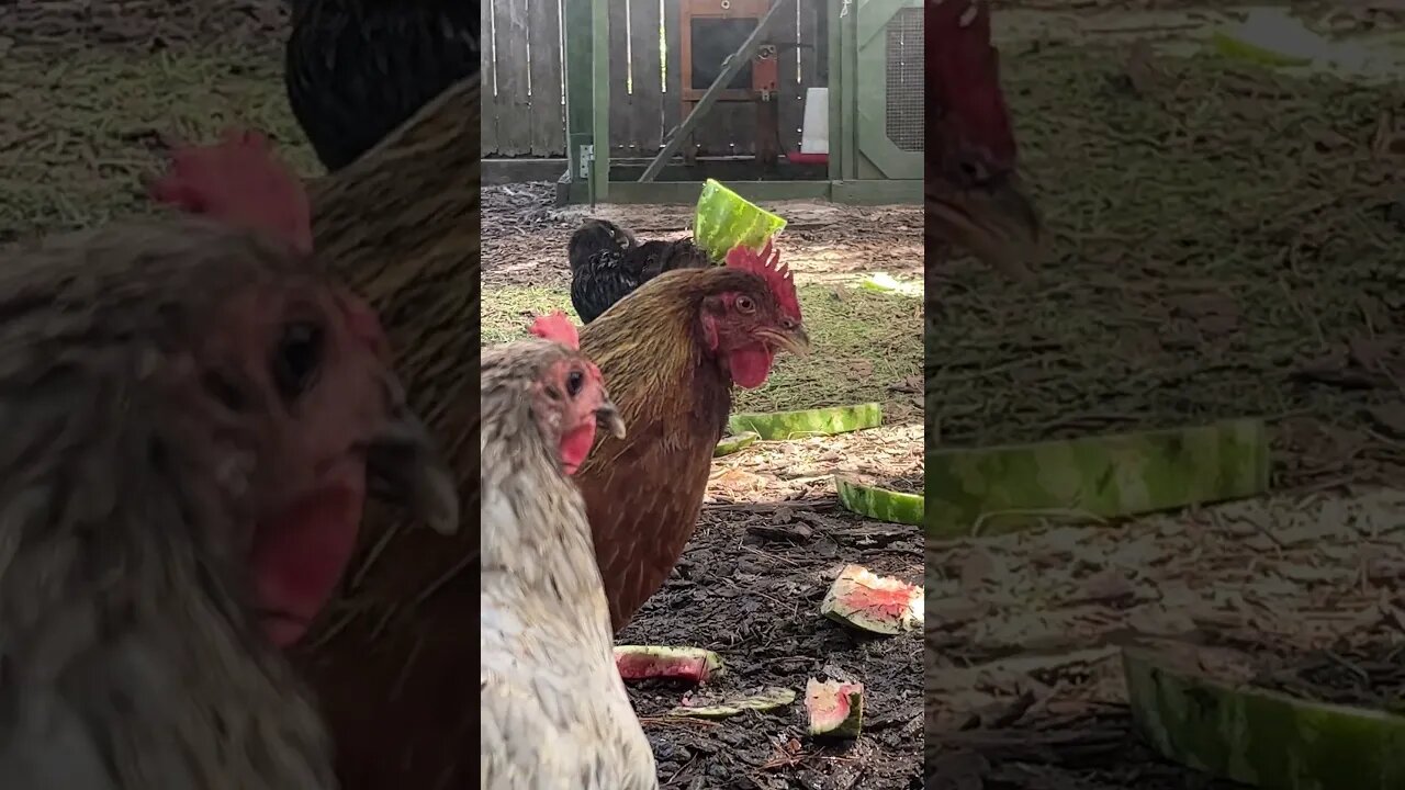 How do chickens stay cool in the summer heat? -WATCH V. 2 NOW!-