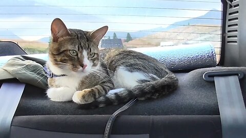 Little Cat Sits in the Car