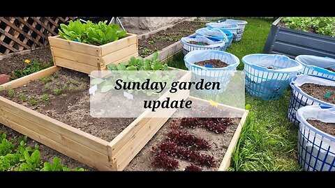 Sunday May 28 2023 garden update