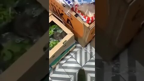 Fresh greens infestation.